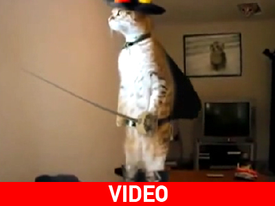 Ο παπουτσωμένος γάτος επέστρεψε…