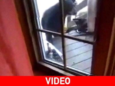 Γάτα επιτέθηκε σε αρκούδα