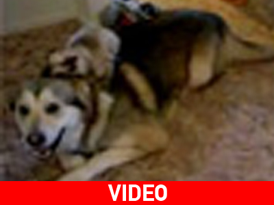 Αναπαύεται στην πλάτη του σκύλου…