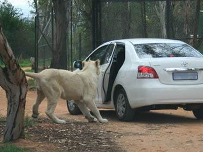 Λιοντάρι… κλειδαράς
