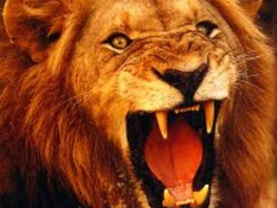 Κλέφτης… λιονταριών!