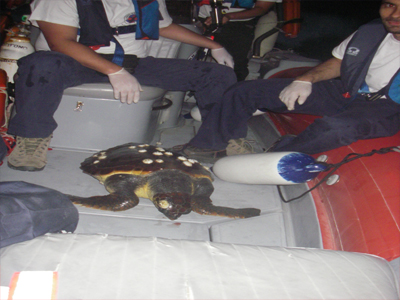 Ανασύρθηκε τραυματισμένη χελώνα στην Θεσσαλονίκη