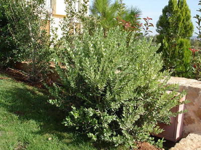 Τον συνέλαβαν πίσω από τους θάμνους Τον συνέλαβαν πίσω από τους θάμνους