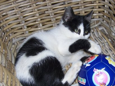 Αυτό το γατάκι ποιος θα το πάρει; Αυτό το γατάκι ποιος θα το πάρει;