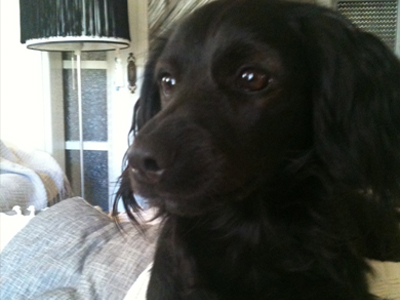 Χάθηκε η Μπλάκη! Χάθηκε η Μπλάκη!