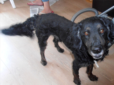 Xαρίζεται ο Μόγλης Xαρίζεται ο Μόγλης