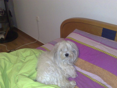 Χαρίζεται μαλτεζάκι Χαρίζεται μαλτεζάκι