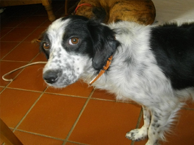 Αναζητά το δικό της σπίτι