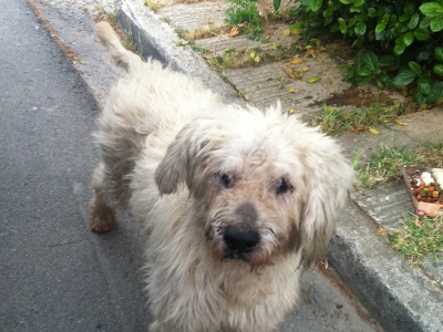 Βρέθηκε κανίς-γκριφόν Βρέθηκε κανίς-γκριφόν