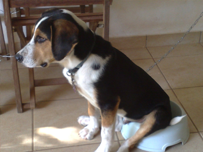 Ποιος θα πάρει τον Τσίκι; Ποιος θα πάρει τον Τσίκι;