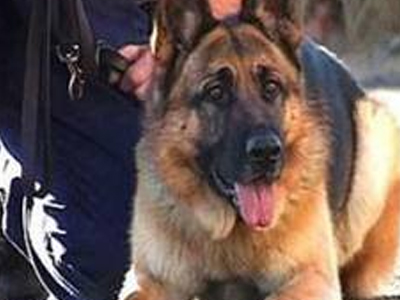 Δεν κατάφεραν να ξεφύγουν από την… έμπειρη μύτη του σκύλου Δεν κατάφεραν να ξεφύγουν από την… έμπειρη μύτη του σκύλου