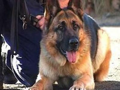 Σκύλος ανίχνευσε ναρκωτικά στο Βόλο