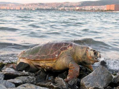 Απρίλιος: «Χάθηκαν» τρεις θαλάσσιες χελώνες