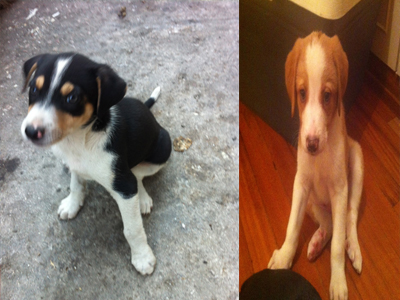 Χαρίζονται αδέσποτα κουταβάκια