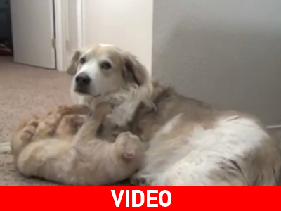 Δεν… τρώγονται σαν το σκύλο με τη γάτα!