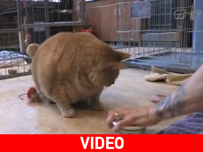 Ο βαρύτερος γάτος στον κόσμο