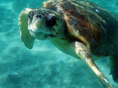 Παγκόσμια Ημέρα Χελώνας