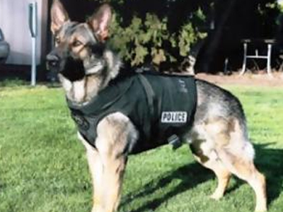 Ο σκύλος ανίχνευσε τα ναρκωτικά Ο σκύλος ανίχνευσε τα ναρκωτικά