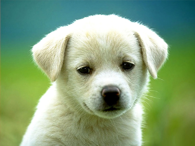 Ευεργετική η παρουσία των σκύλων στα σπίτια