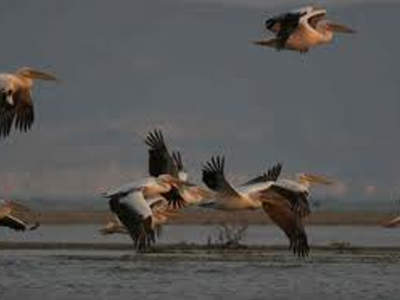 Παγκόσμια Γιορτή Πουλιών