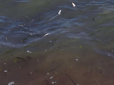 Θαλάσσια ρύπανση στη Σύρο