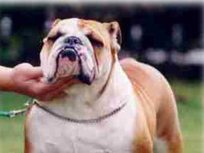 Μεθυσμένη δάγκωσε το σκύλο της