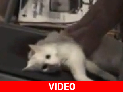 Η τεμπέλα γάτα…