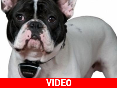 Σκύλος… cameraman