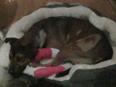 Δημοσίευσε φωτογραφίες του τραυματισμένου της σκύλου…