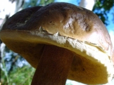 Εντοπίστηκαν ραδιενεργά μανιτάρια από τη Βουλγαρία