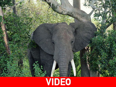 Μεθυσμένα ζώα… στη ζούγκλα!