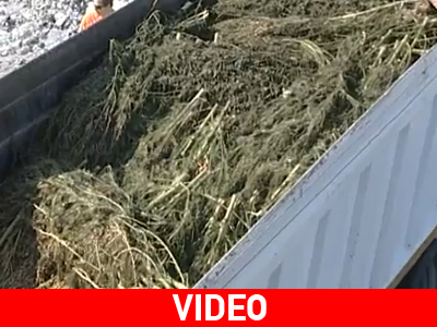 Κάηκαν χασισόδεντρα στον Αχελώο