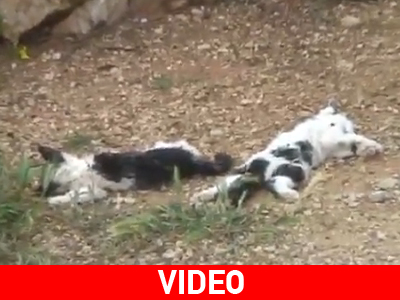 Παρέμβαση Εισαγγελέα για τις κυνομαχίες στη Ρόδο