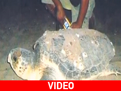 Χελώνα γέννησε στην παραλία Τσαμπίκα της Ρόδου