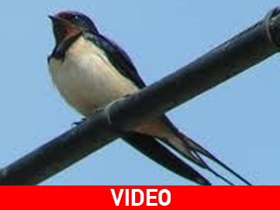 Έκαναν μάθημα παρέα με τα χελιδόνια!