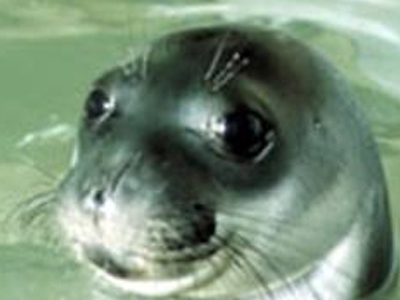 Διαψεύδεται η άρση του εμπάργκο προϊόντων από φώκιες