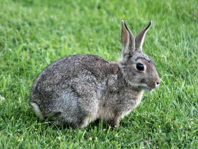 Κουνέλι-ταραξίας απειλεί με ακύρωση τις ιπποδρομίες της Αυστραλίας