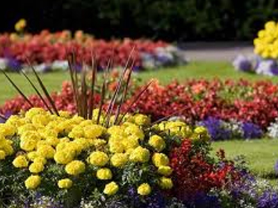 Κλέβουν ακόμα και εποχιακά φυτά