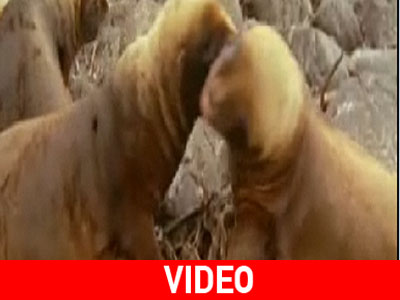 Συνομιλία ανάμεσα σε ζώα