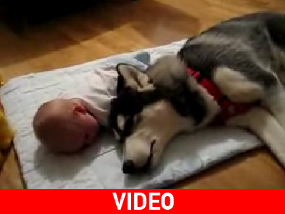 Πώς να εκνευρίσετε τον σκύλο σας