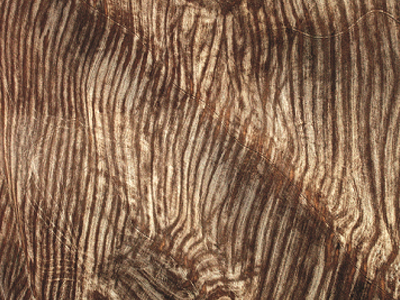 PhotoBiennale 2010 / 21η Διεθνής Φωτογραφική Συνάντηση