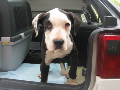 Μια οικογένεια για τον Σβέικ