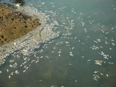 Διαμαρτύρονται για τη μόλυνση της λίμνης της Καστοριάς