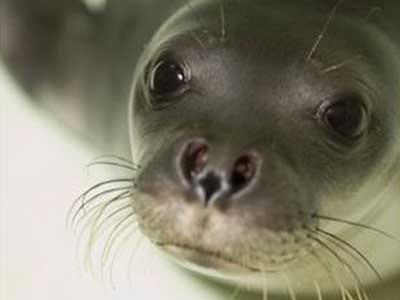 Νεογέννητη μεσογειακή φώκια εντοπίστηκε στην Κεφαλονιά