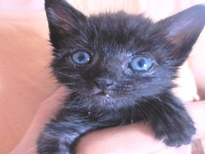 Χαρίζεται ο Μόρτης!