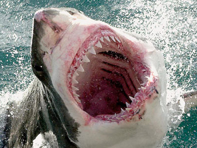 Ο καρχαρίας αποδείχθηκε… κούτσουρο!