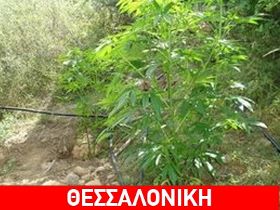 Συλλήψεις για εμπορία και κατοχή ναρκωτικών