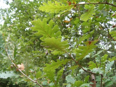 Καταπλακώθηκε από βελανιδιά και σκοτώθηκε