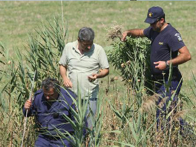 Εντόπισαν φυτεία με 885 δενδρύλλια στην Πάρνηθα!