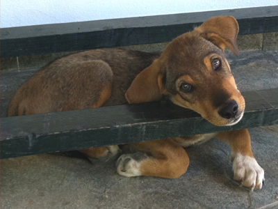 Γλυκό κουταβάκι ψάχνει οικογένεια